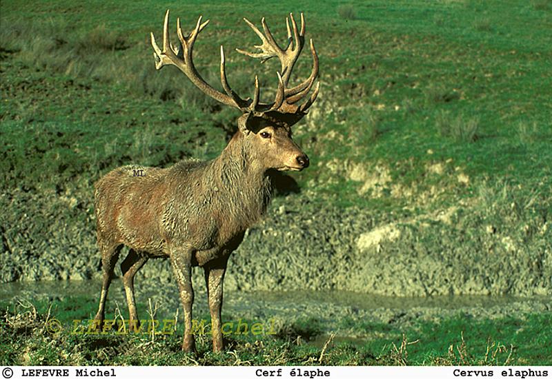 210 Cerf élaphe.jpg - Cerf élaphe - Cervus elaphus - Ardennes